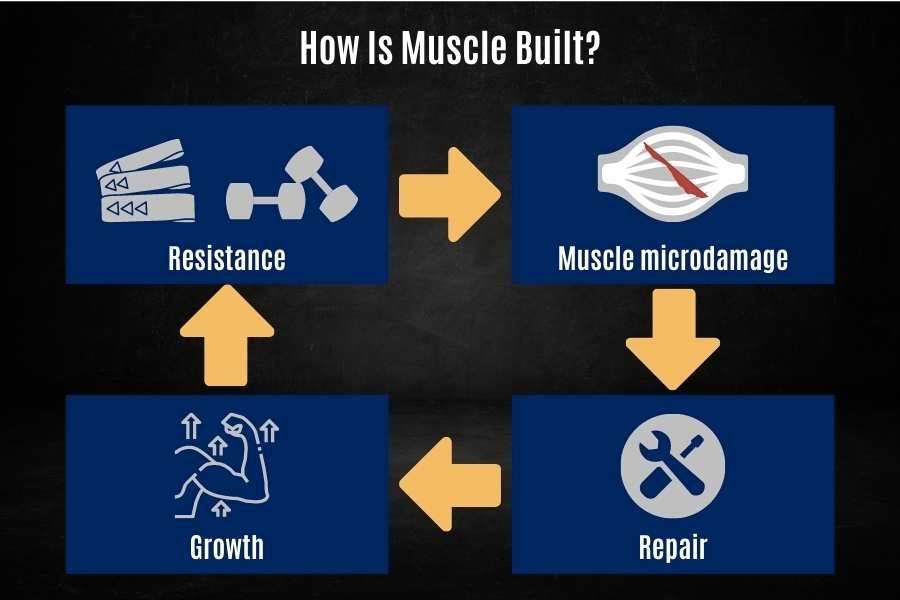 How muscle grows for skinny beginners.