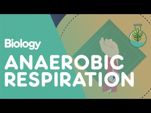 Anaerobic Respiration in the Muscles | Physiology | Biology | FuseSchool