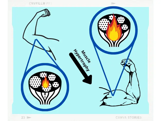 metabolically active tissue burns energy even at rest