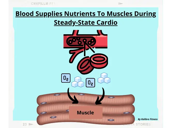 blood supplies nutrients to muscles