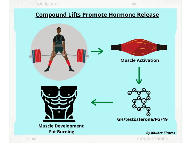 compound lifts stimulate muscle gain and fat loss hormones. Both will produce a lean body.