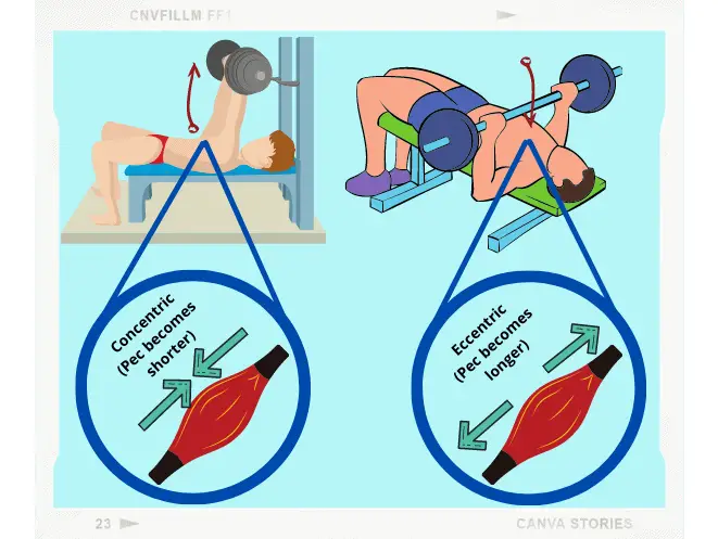 concentrate on Concentric and Eccentic Exercises when weight lifting to burn fat