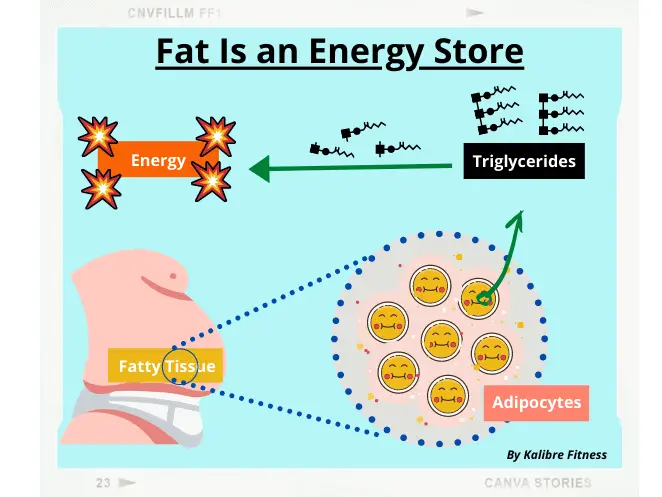 does weight lifting burn fat? fat is an energy store.
