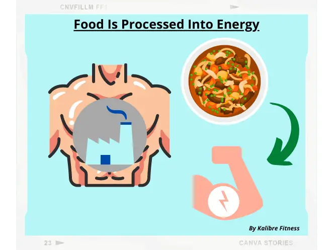 body processes food into energy