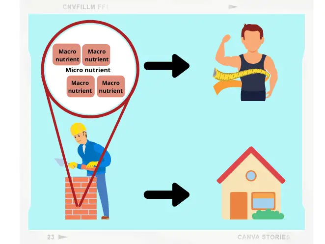 macronutrients and micronutrients are essential for a healthy body