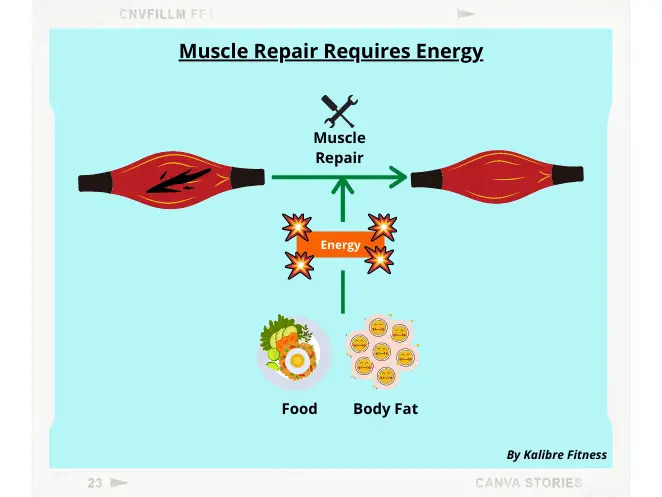 muscle repair after weight lifting burns fat