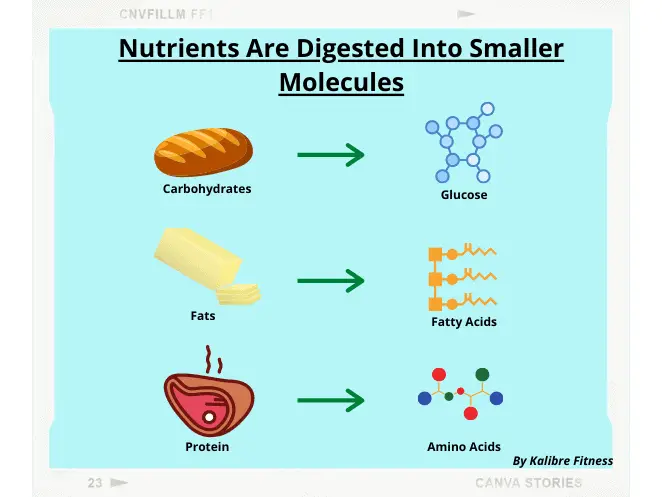 nutrients are digested into smaller molecules