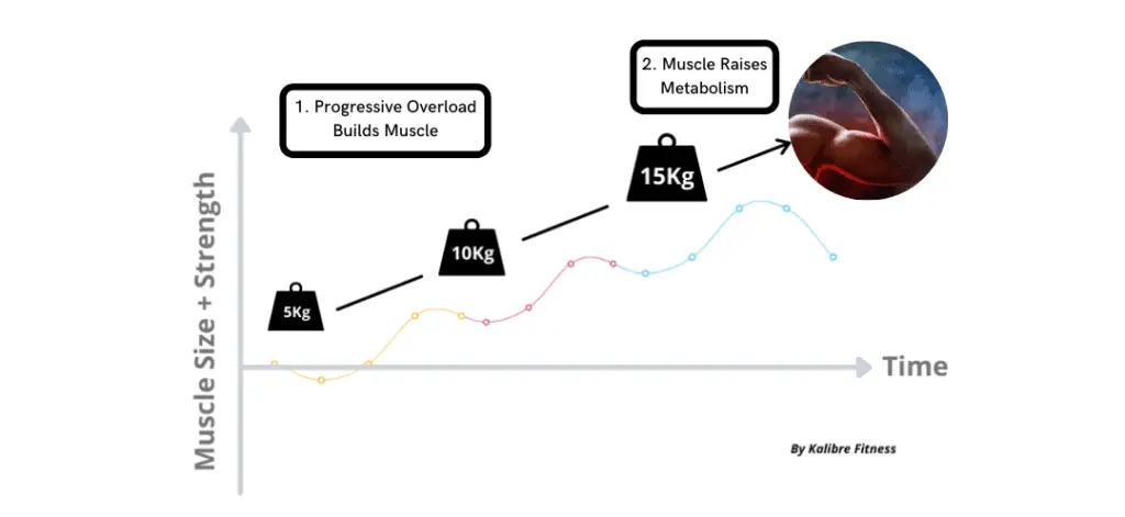 progressive overload increases metabolism