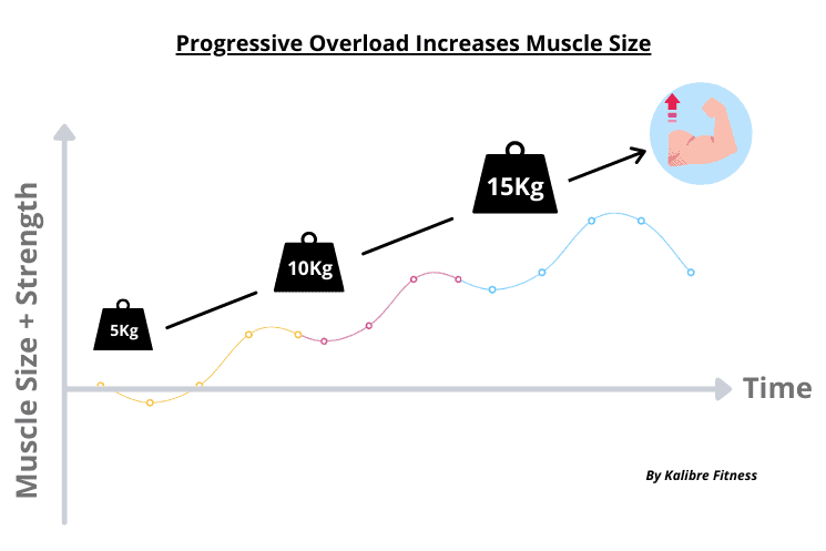 progressive overload increases muscle size