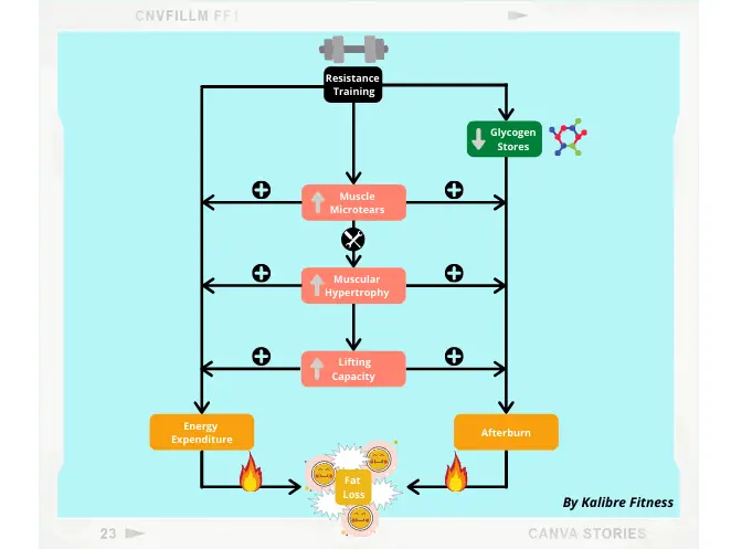 This diagram explains the relation between resistance training, fat loss, and muscle gain. This is important when creating a workout to lose fat and gain muscle