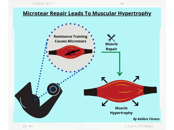 muscle repair leads to muscular hypertrophy. muscle growth will help you get lean.
