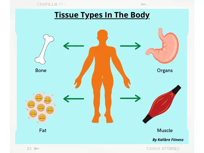 tissue composition in the body