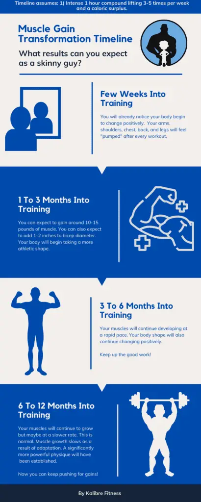 infographic to show a typical muscle gain transformation timeline