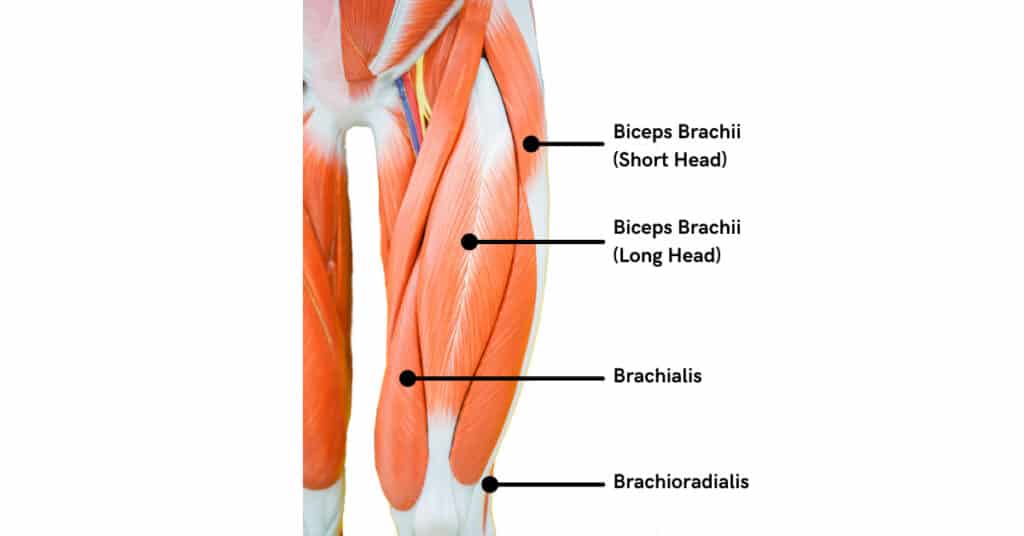 bicep anatomy consists of the biceps brachii, brachilialis, and brachioradialis.