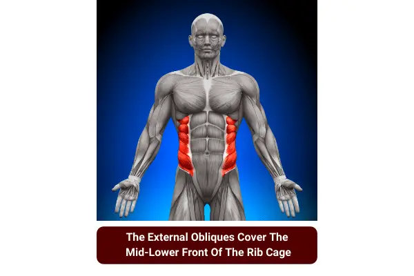 train the external obliques to gain muscle around the ribs