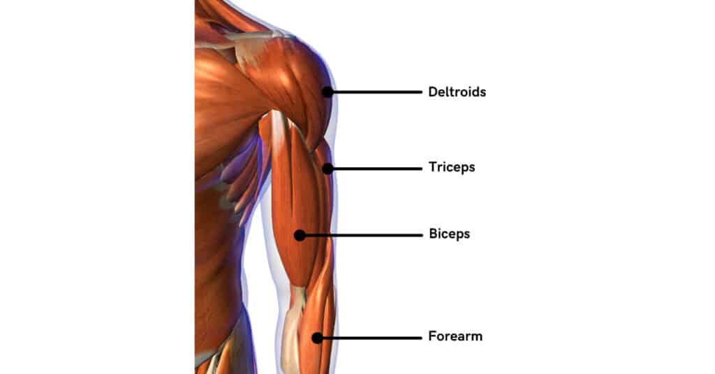 How To Grow Arm Muscle (Avoid These 6 Mistakes!)