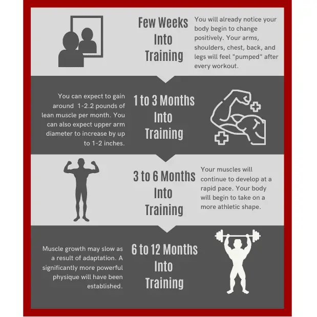 infographic to show how long it takes to gain muscle