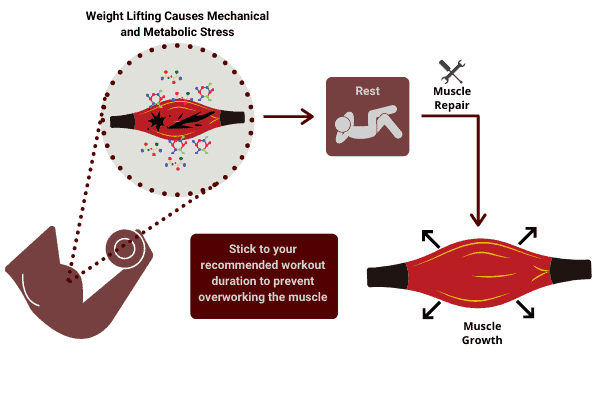 working out damages the muscle and the repair process builds muscle