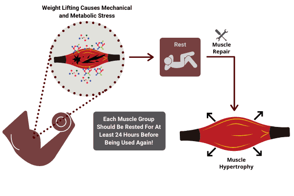 diagram to show that lifting weights everyday will prevent muscles from resting