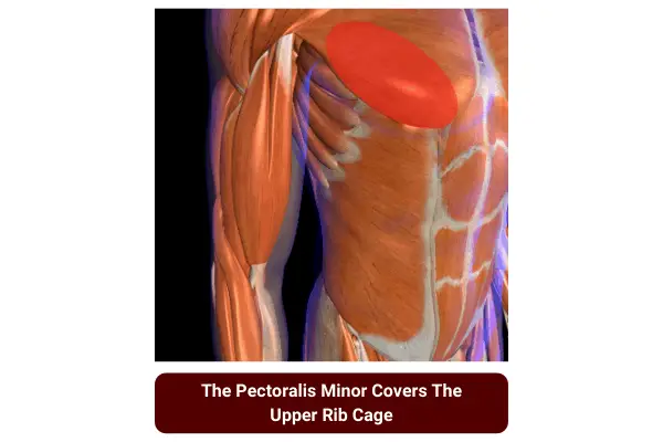 the pectoralis minor is an upper rib muscle
