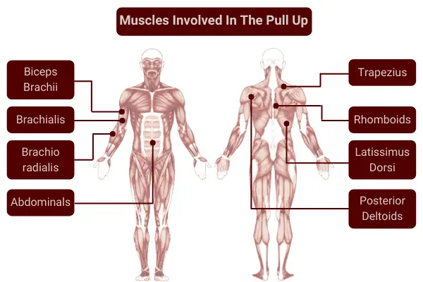 muscles involved in the pull up
