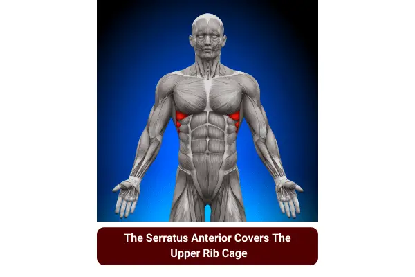 train the serratus anterior to gain muscle around the ribs


