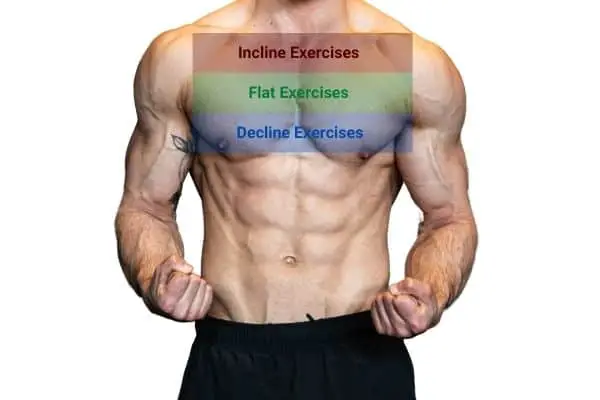 chest exercise angle targets different regions of the pecs
