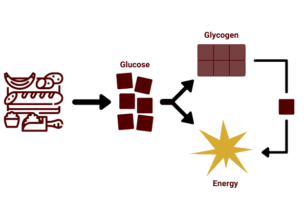 diagram to show carbohydrates are digested into glucose, and this can be used for energy or stored as glycogen