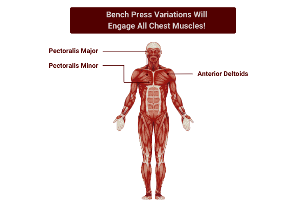 diagram showing the chest muscles activated by bench press variations.