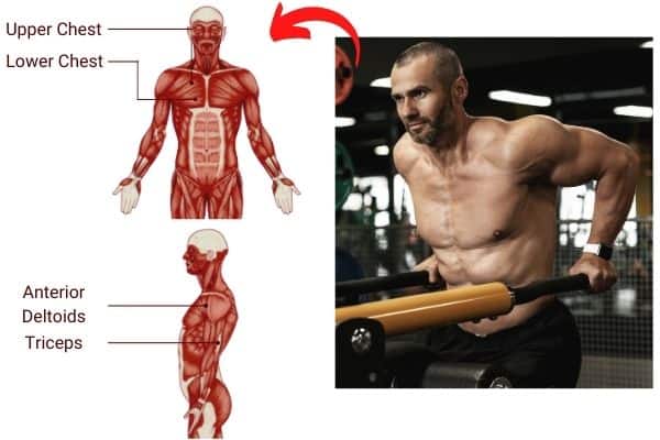 dips work the upper chest, lower chest, anterior deltoids, and triceps