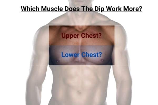 does the dip work the upper or lower chest more?