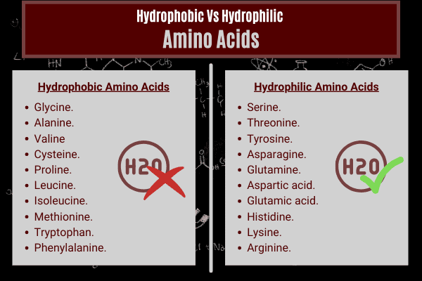 comparison table for hydrophobic and hydrophilic amino acids in protein powders