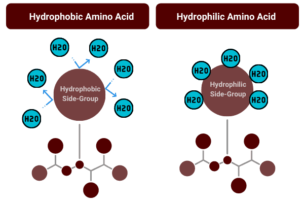 diagram to show hydrophobic amino acids repel water and hydrophilic amino acids attract water to form lumps.