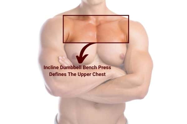 diagram to show incline dumbbell bench press leads to bigger upper pecs