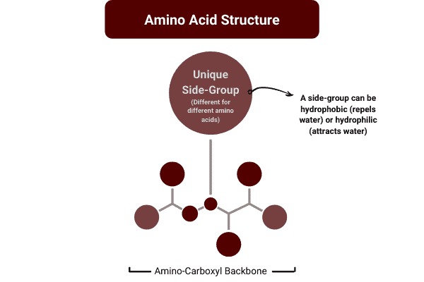 diagram to show the structure of amino acids in a protein powder