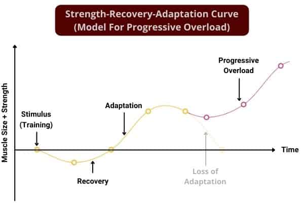 sra curve to show the model for progressive overload