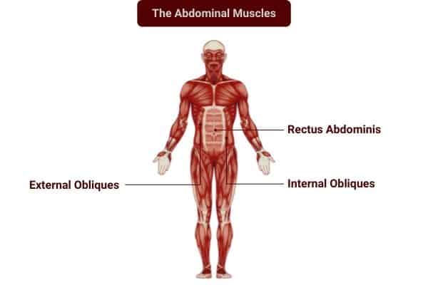 Dumbbells can be used to isolate the abdominal muscles