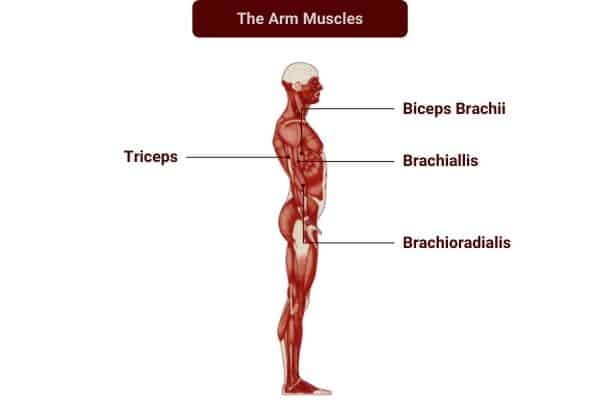 Dumbbell exercises to target the arm muscles