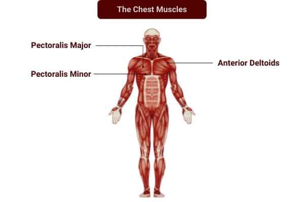 Dumbbell exercises to train the chest muscles