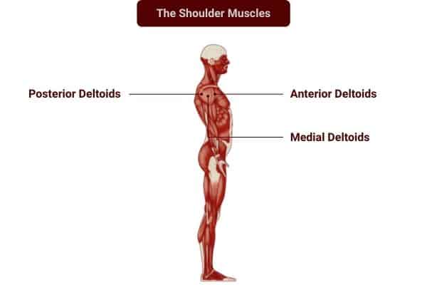 Dumbbell training for the shoulder muscles