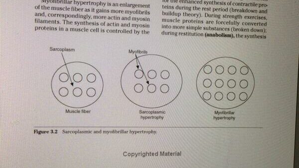 you can get stronger with just dumbbells through myofibrillar hypertrophy