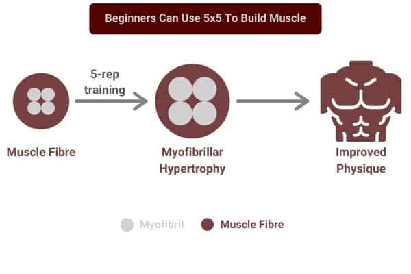 beginners can use 5x5 to build muscle