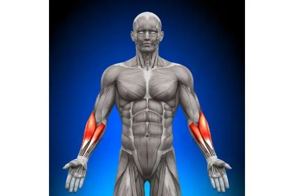 the forearms are generally considered hard to develop