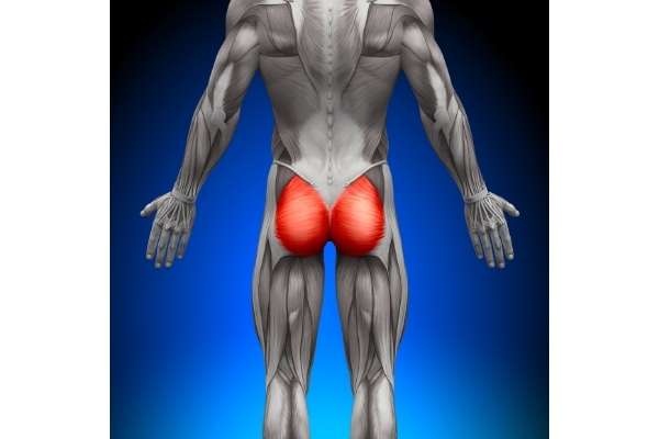 Building the gluteus maximus will help you lift heavier of lower body exercises