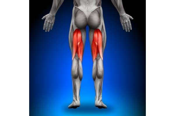 the hamstrings are built using deadlifts, lunges, and leg curls.
