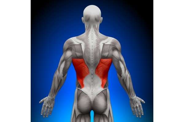 the latissimus dorsi are the easies of the back muscles to build