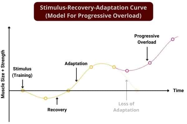 stimulus-recovery-adaptation curve for progressive overload