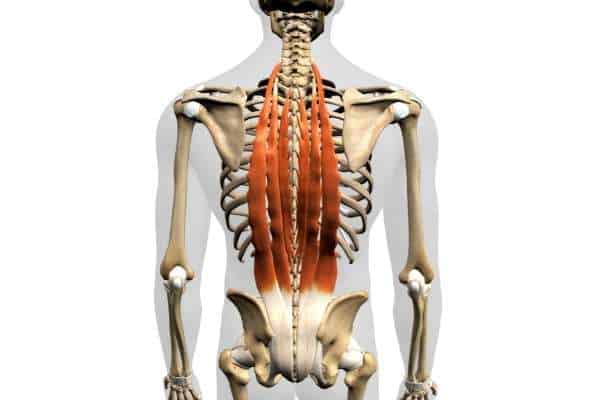 the spinal erector muscles are easily  developed through deadlifting