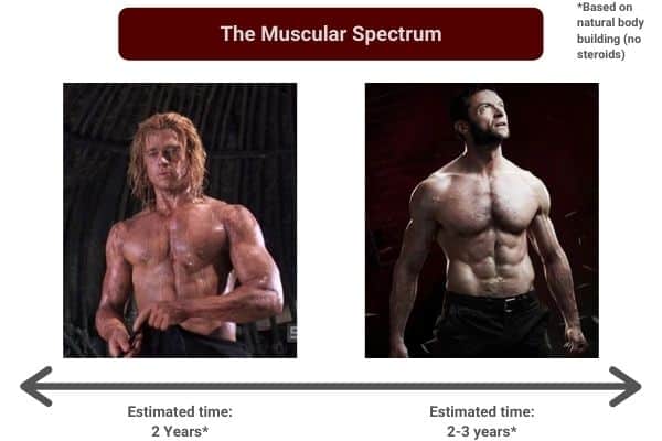 the muscular spectrum showing how long it takes a skinny guy to bulk up
