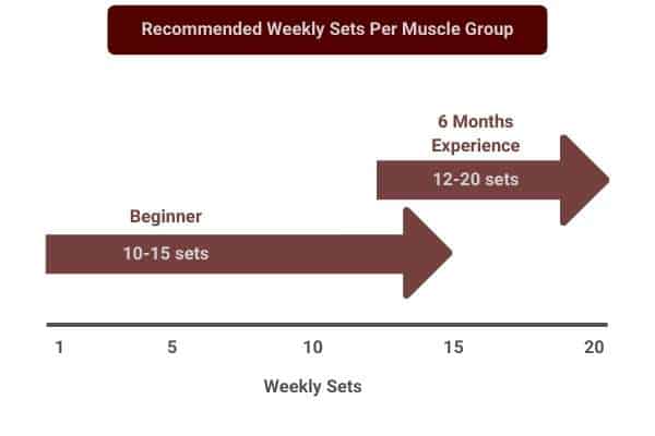 beginners should do 10-15 sets per muscle per week, whereas experienced trainees should do 12-20 sets per week